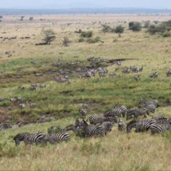 Gnoes en zebras op de vlaktes van de serengeti