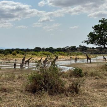 grote groep giraffen staand in het water