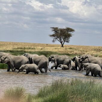 grote groep olifanten die door het water waden en ondertussen drinken
