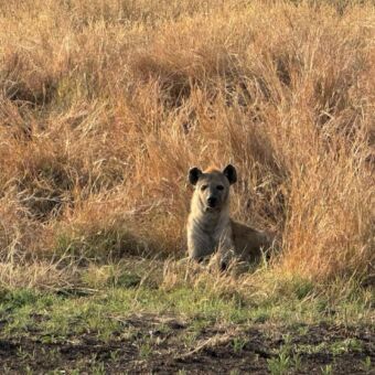 hyena liggend in het dorre goudgele gras