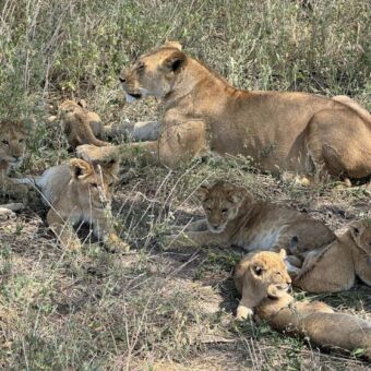 leeuwin met 7 kleinjtes onder een boom