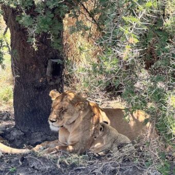 leeuwin met jong onder een boom