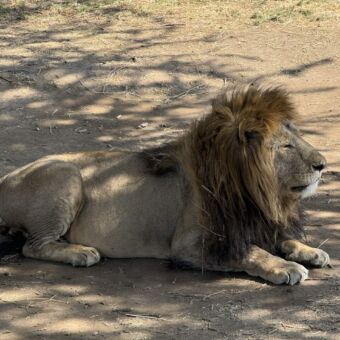 liggende mannetjes leeuw in de schaduw