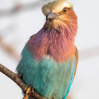 Lilac breasted roller Tarangire