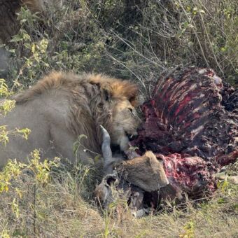 mannetjes leeuw die een gnoe als prooi heeft