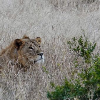mannetjes leeuw in het gras