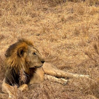 mannetjes leeuw kijkend in de verte