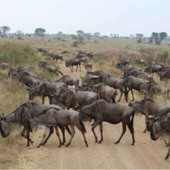 Overstekende gnoes serengeti tanzania