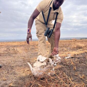 tijdens een wandelsafari legt de gids meer uit over een skelet