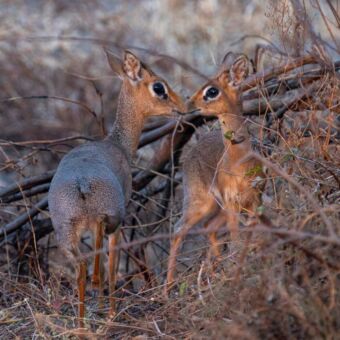 twee dik diks die met de neusjes tegen elkaar komen