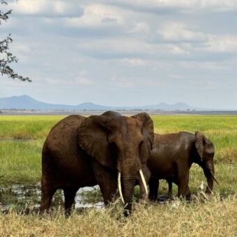 twee olifanten in de moerassen van Tarangire