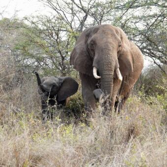 vrouwtjes olifant met haar jong met de slurf in de lucht