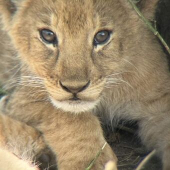 welpje van heel dichtbij die je aankijkt