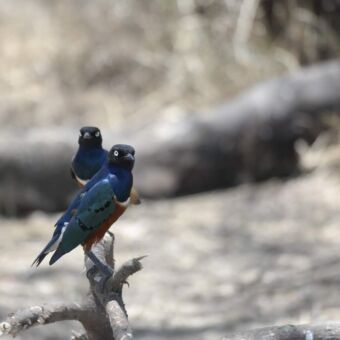 Twee Superb Starling - Prachtglansspreeuw op een tak