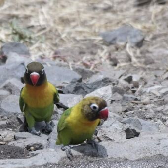 2 love birds zittend op de grond
