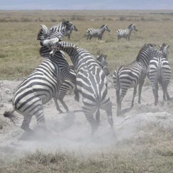 Vechtende zebras met opwaaiend stof tot gevolg
