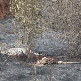 Cheeta met volle buik liggend naast zijn prooi
