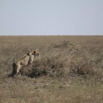 Leeuwin op zoek naar een prooi