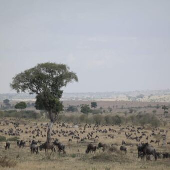 Serengeti met grote kudde grazende gnoes