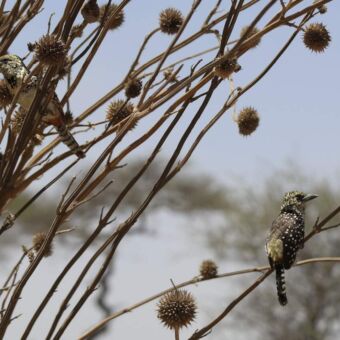 Vogels met mooie schutkleuren zittend op een takje