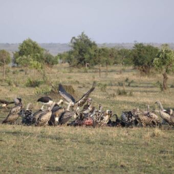 aasgieren vechtend om een maaltijd bij een kadaver