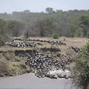 crossing van gnoes door de Mara rivier Serengeti