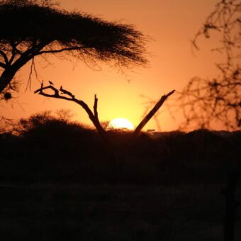 fel oranje zonsondergang met de silhoueten van bomen op de voorgrond