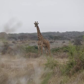 giraf die je aankijkt in Tarangire Tanzania