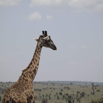 giraf die uitkijkt over de vlaktes van de Serengeti