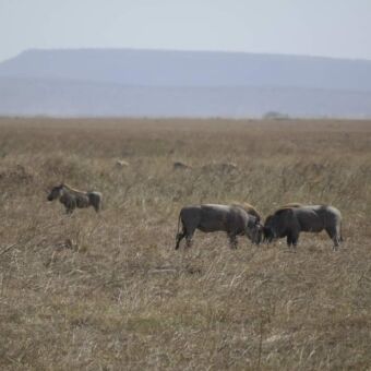 groepje wrattenzwijnen op de vlaktes van de serengeti
