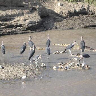 grote groep Malibu stock in een rivier met krokodillen erom heen