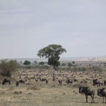 grote migratie van grazende gnoes op de vlaktes van de Serengeti