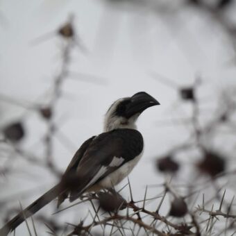 hornbill op een doornige tak van een acacia