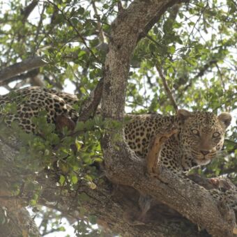luipaard die je recht aankijkt liggend op een tak