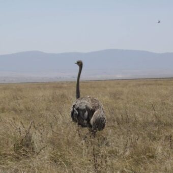vrouwtjes struisvogel lopen over de vlaktes van de Serengeti