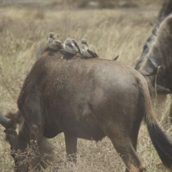 3 vogeltjes die meeliften op de rug van een gnoes