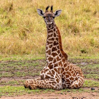 Jonge giraf die ligt en aan het uitrusten is