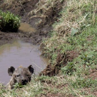 Kop van hyena die in een diepe kuil met water ligt