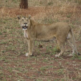 Leeuwin die achterom kijkt