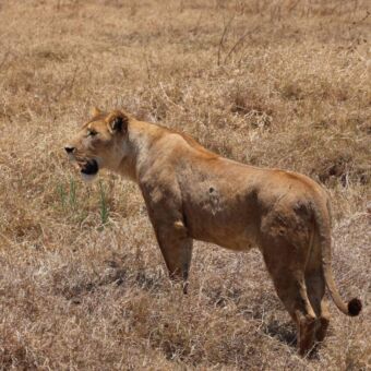 Leeuwin speurend naar een prooi in het goudgele gras
