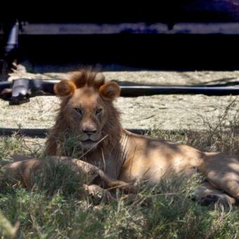 Mannetjes leeuw in de schaduw van een safariauto