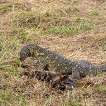 Monitor Lizard zittend bij een boomstronl