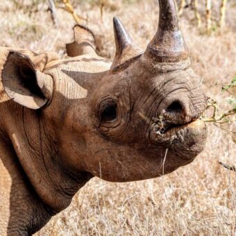 Neushoorn in de opvanglocatie in Mkomazi