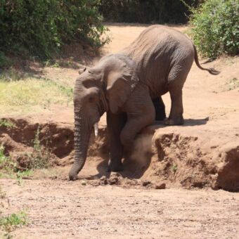 Olifant die vanaf de kant een rivierbedding in loopt