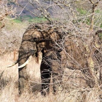 Olifant die zich achter een boompje probeert te verstoppen