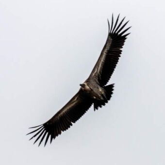 aasgier met volledig uitgespreide vleugels