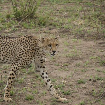 cheeta die op de serengeti loopt