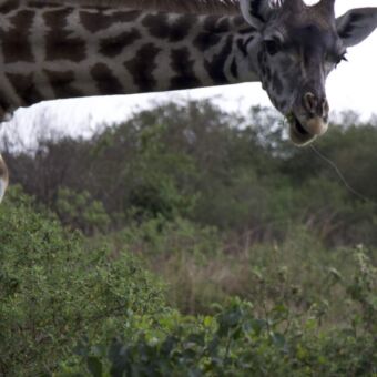 close up van een giraf die je neerbuigend aankijkt