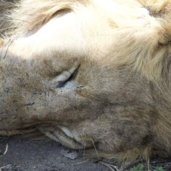 close up van een slapende mannetjes leeuw