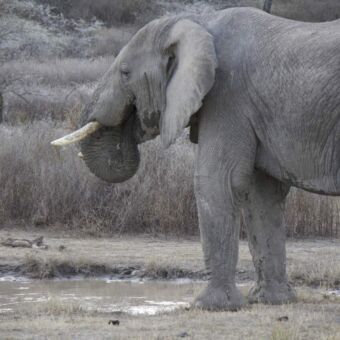 drinkende olifant bij een poel met water